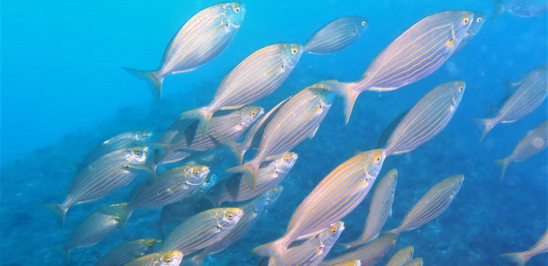 accueil_poissons